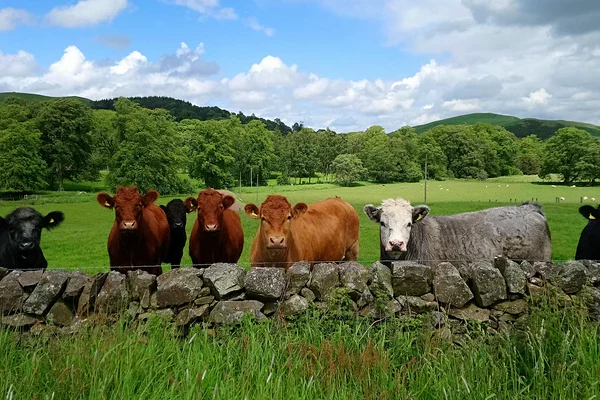 Herd of cows looking over a dyke