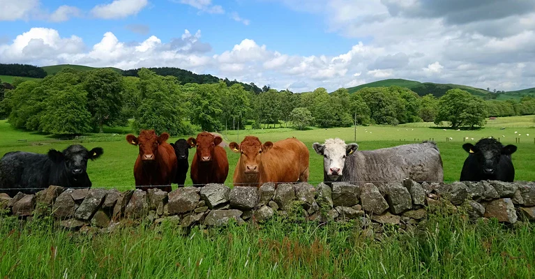 Herd of cows looking over a dyke