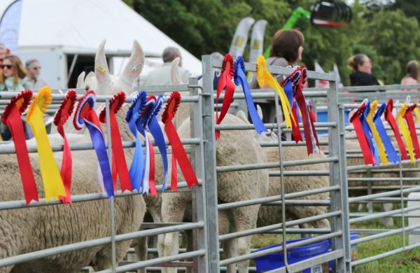 Sheep in pens at a show with rosettes on pens