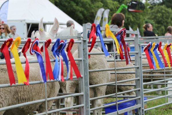 Sheep in pens at a show with rosettes on pens