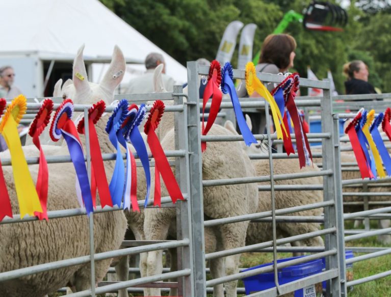 Sheep in pens at a show with rosettes on pens