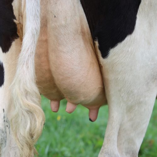 Udder of a fresian cow