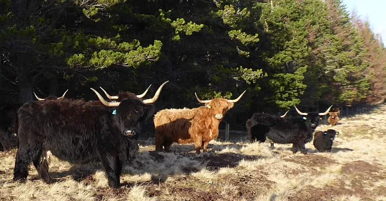 Highland Cows and calves