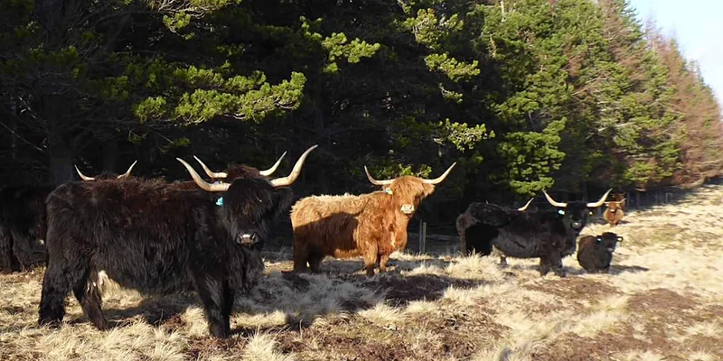 Highland Cows and calves