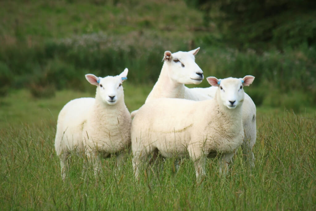 Sustainable Sheep Systems - When to Wean