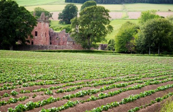 Crop seedlings in a field