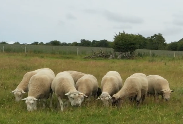 Rams gazing in a field