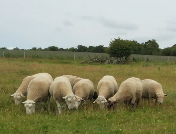 Rams gazing in a field