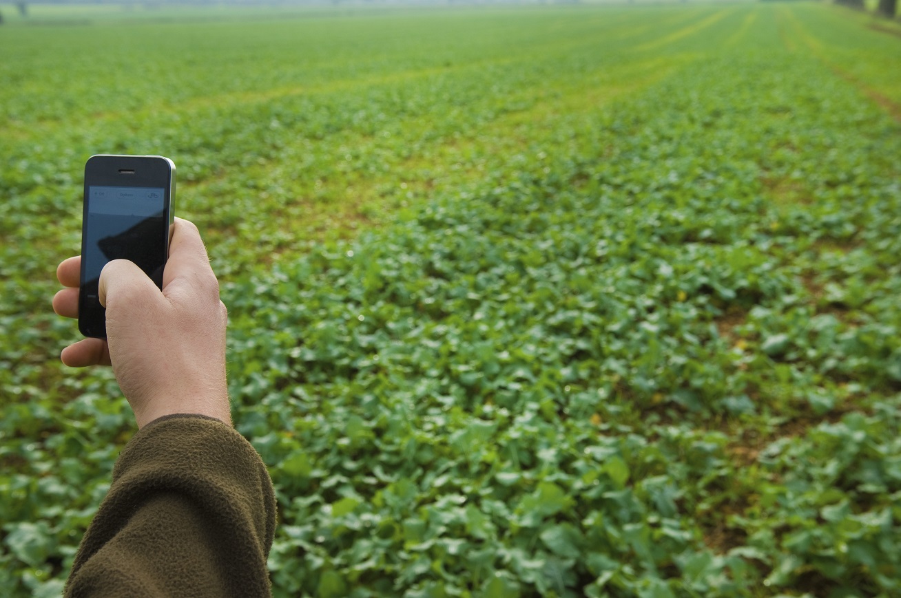 Hand holding a mobile phone, taking a picture of a field.