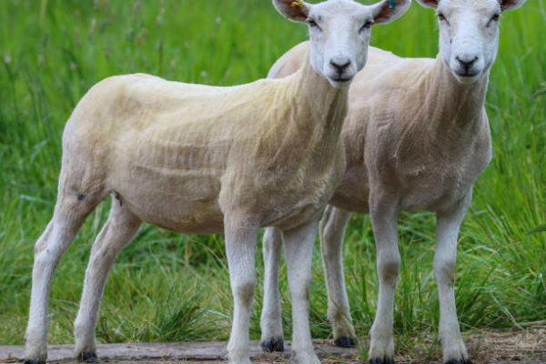 Shorn Sheep