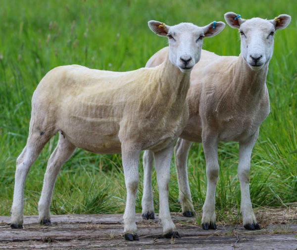 Shorn Sheep
