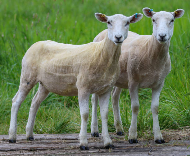 Shorn Sheep