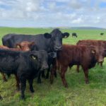 Beef Cattle and Calves