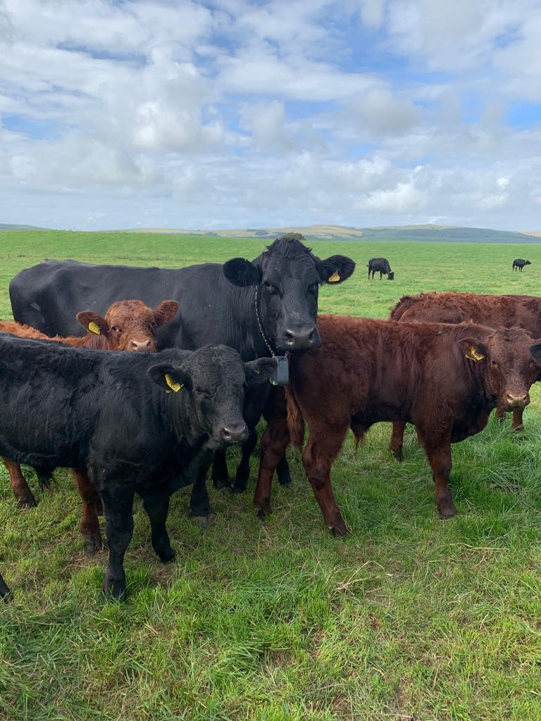 Beef Cattle and Calves