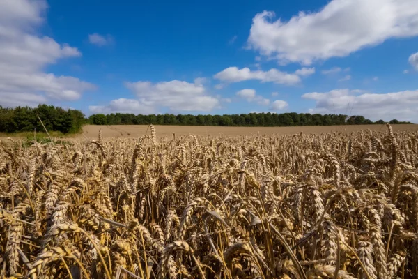 Winter Barley