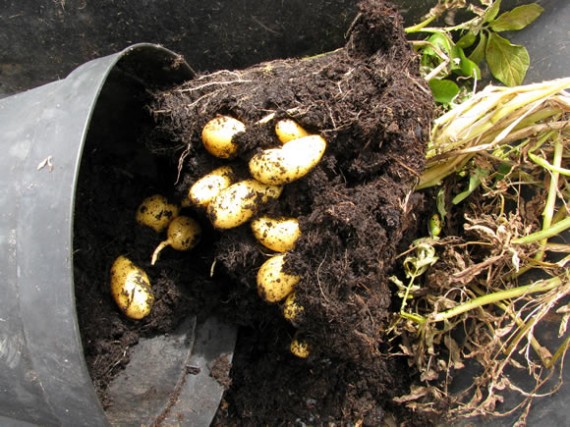 Potatoes and soil