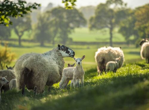 thumbnail_ewes with lambs