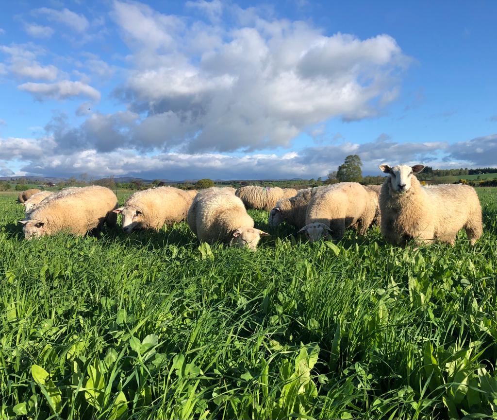 Tups grazing a forage crop