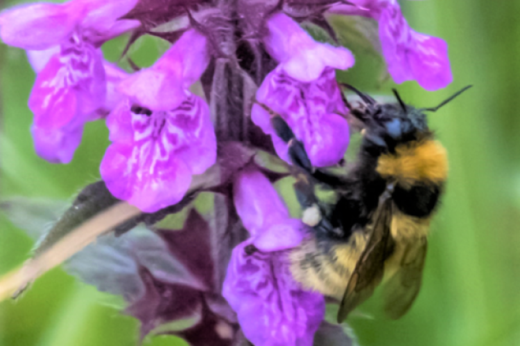 Bumblebee on a flower