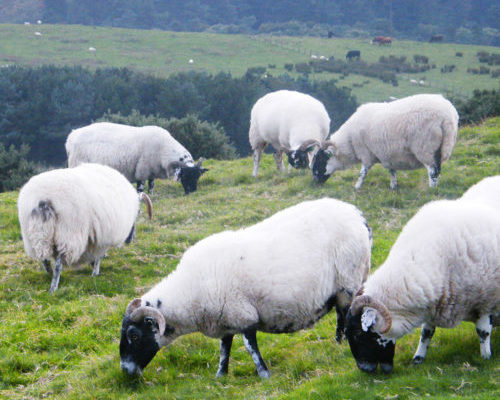 Black face sheep grazing