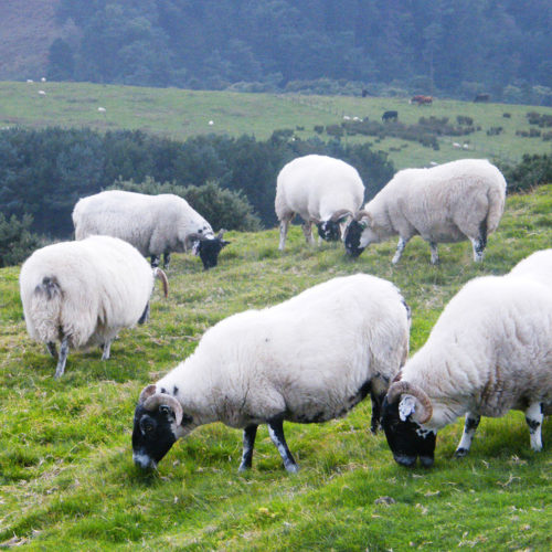 Black face sheep grazing