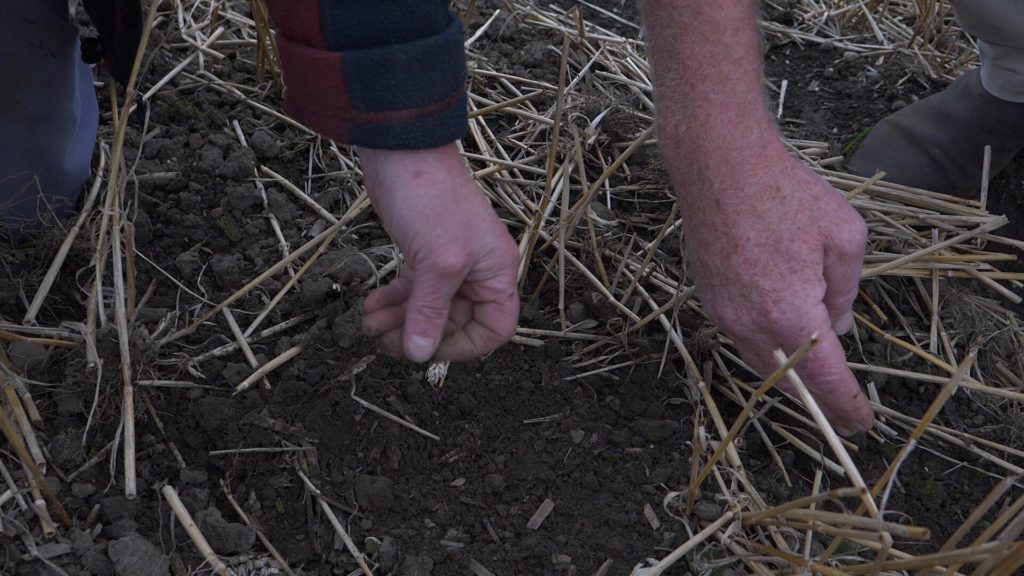 Stubble and soil