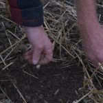 Stubble and soil