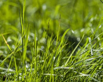 Close up of grass