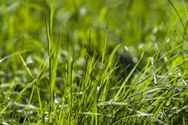 Close up of grass