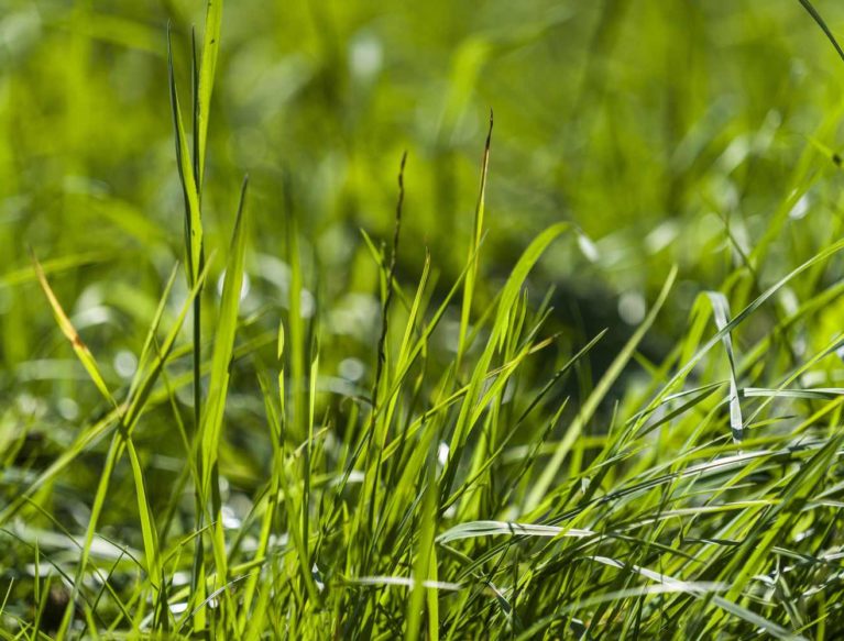 Close up of grass