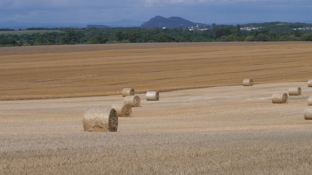 Straw bales in field