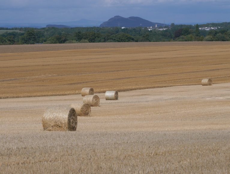 Straw bales in field