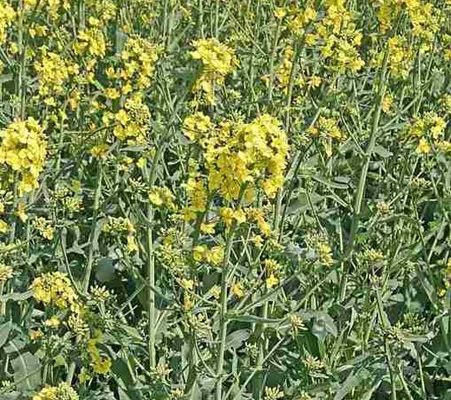 Yellow Forage Crop