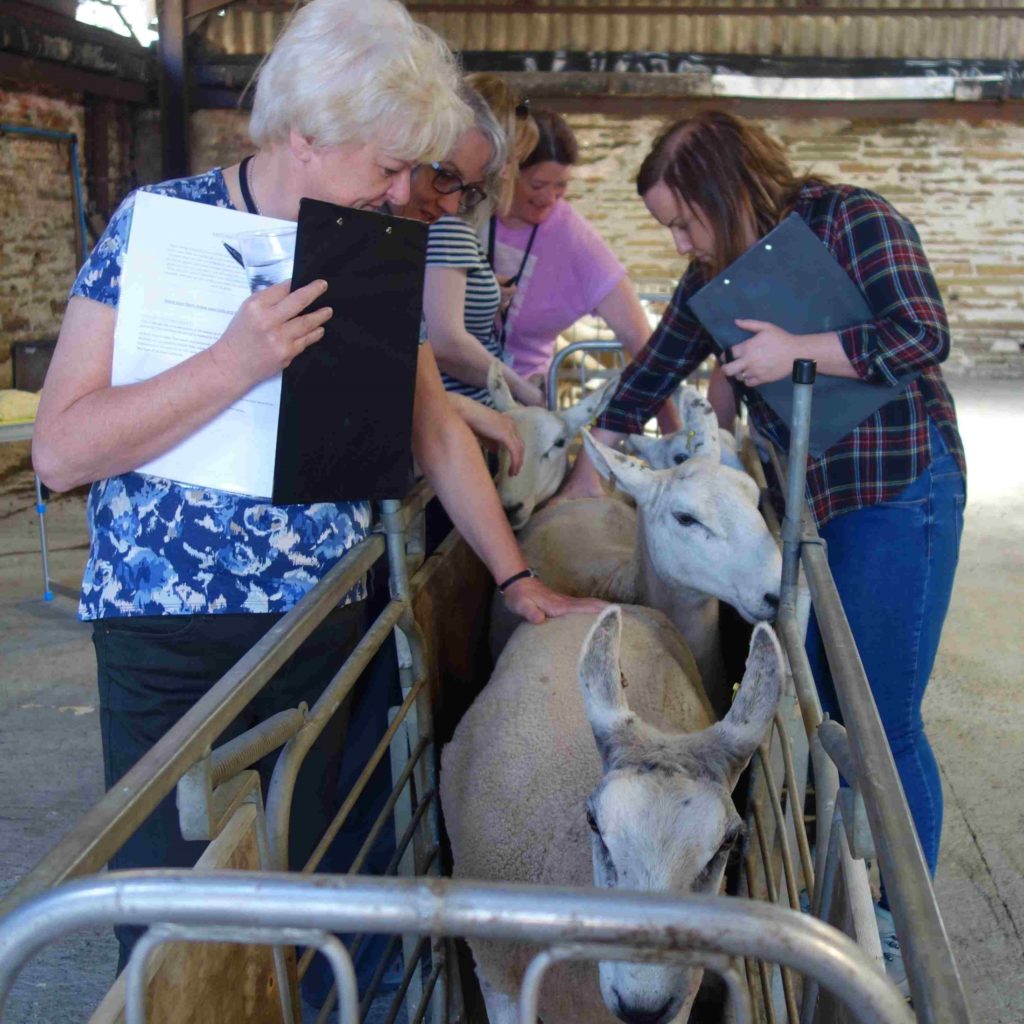 Sheep being weighed