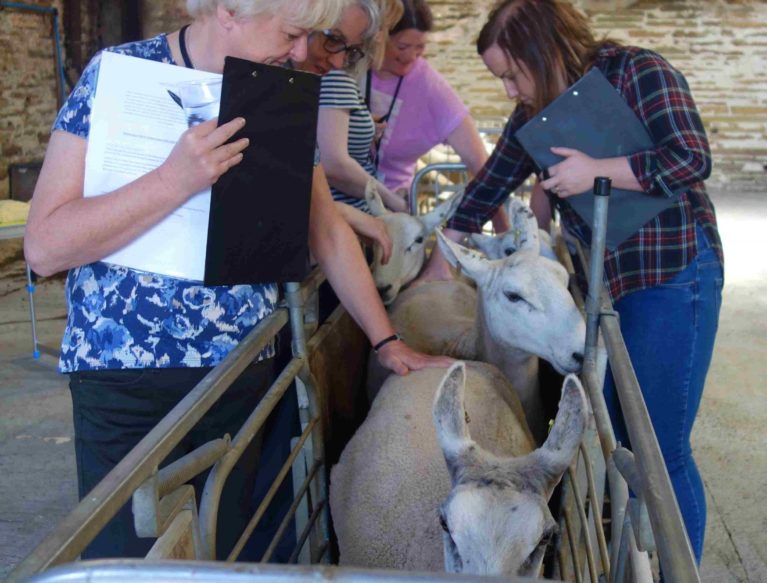 Sheep being weighed