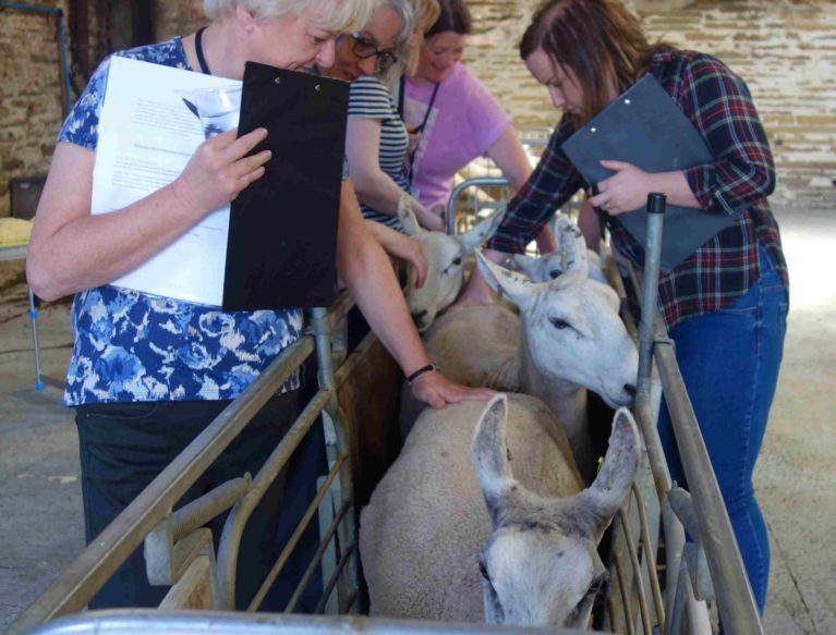 Sheep being weighed