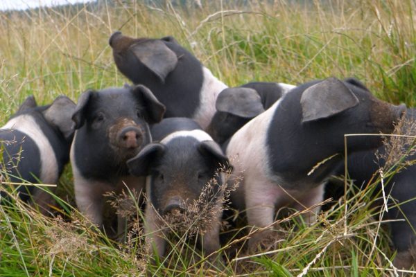 A group of piglets in a field