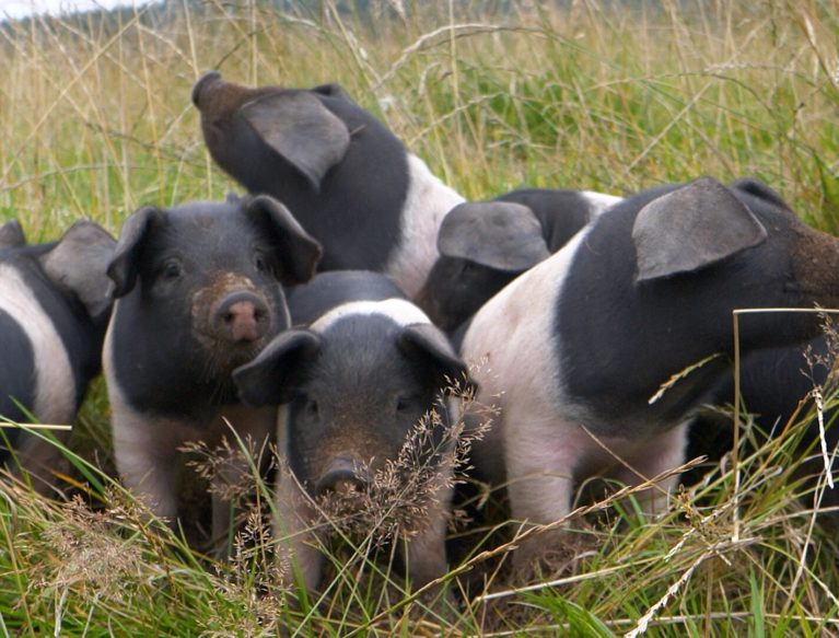 A group of piglets in a field