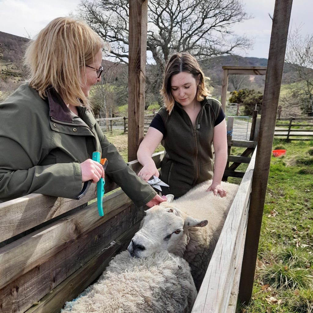 Two women working with sheep
