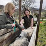 Two women working with sheep