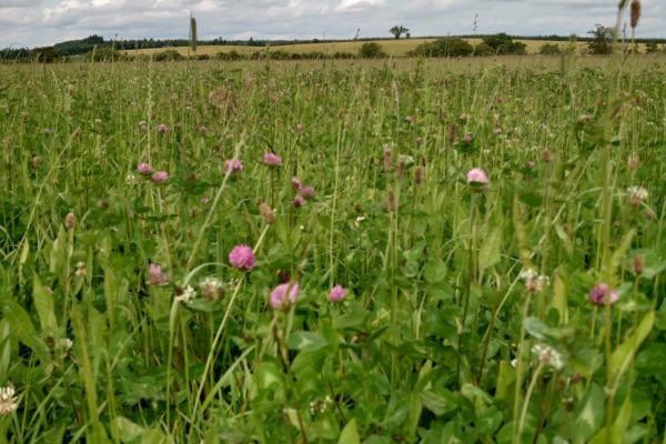 Field with red clover