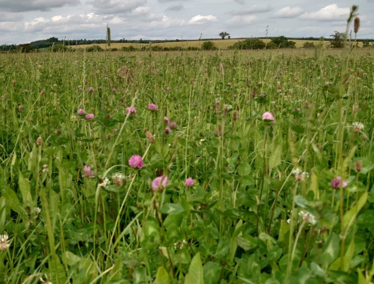 Field with red clover