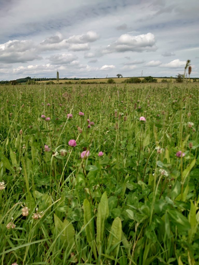 Field with red clover