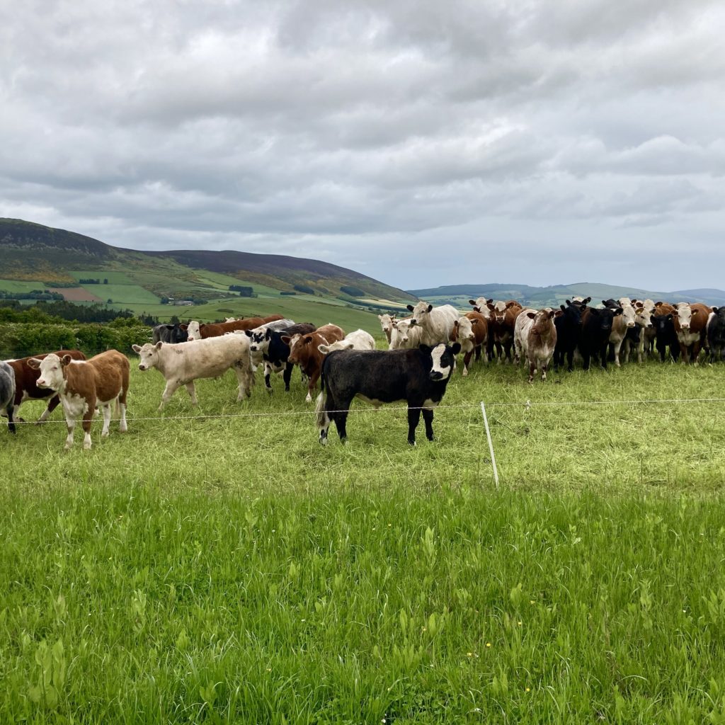 Cattle strip grazing a field