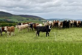 Strip Grazing Cattle strip grazing a field