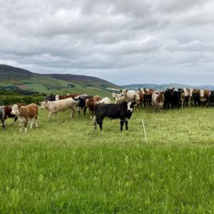 Cattle strip grazing a field