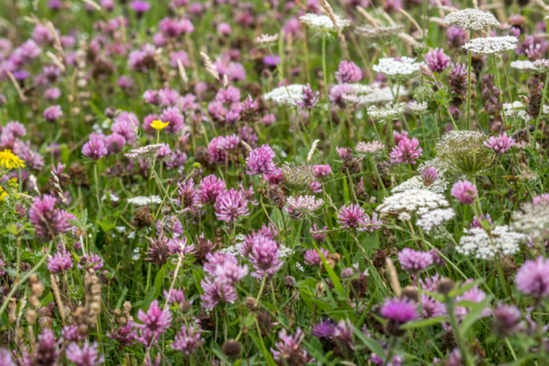 Red Clover Red Clover