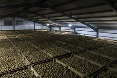 Potatoes in boxes in store