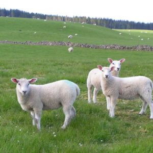 Lambs in a field