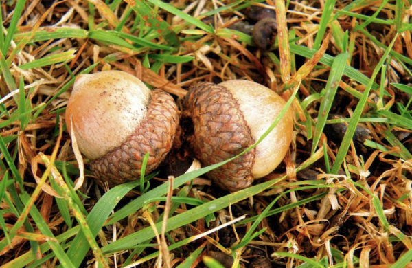 Two acorns on grass